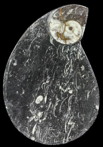Teardrop Fossil Goniatite Dish - Stoneware #62444